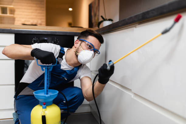 Best Flea Control Services  in Marana, AZ