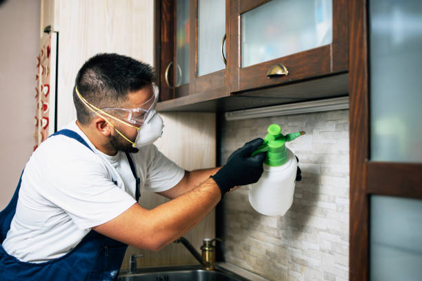 Wasp Removal Services in Marana, AZ