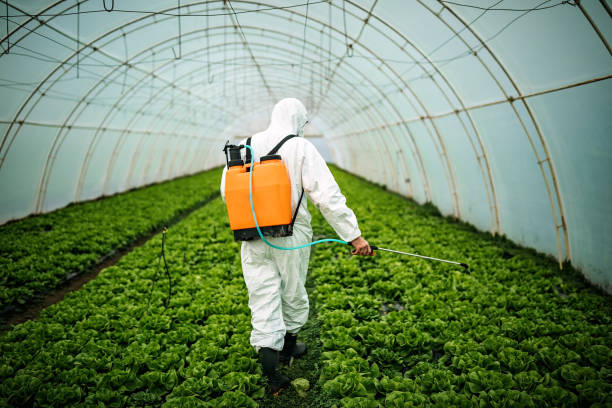 Best Pest Removal Services  in Marana, AZ