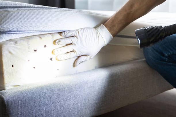 Best Spider Control Near Me  in Marana, AZ