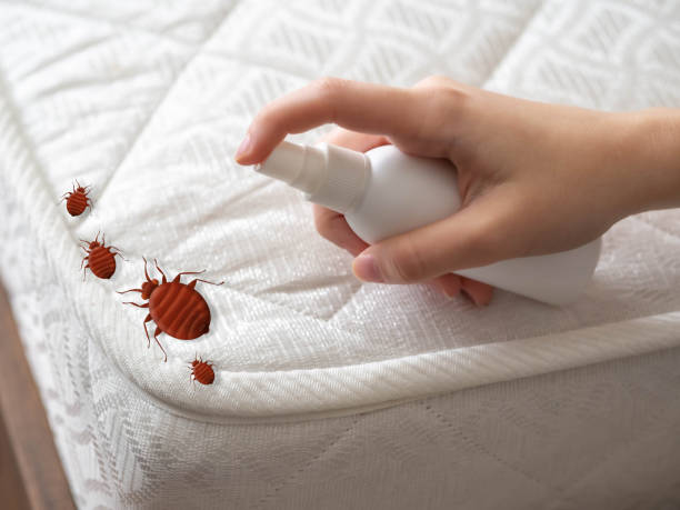 Pest Prevention Services in Marana, AZ